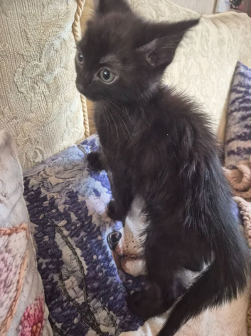 Stunning male black kitten