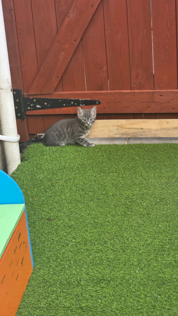 Kittens