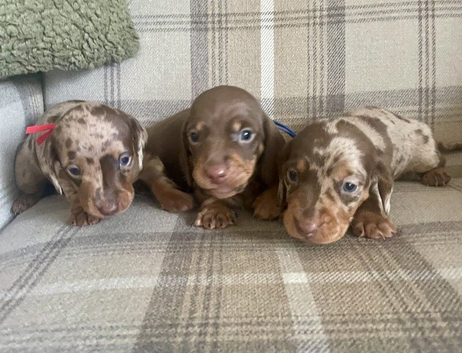 miniature dachshunds puppies for sale