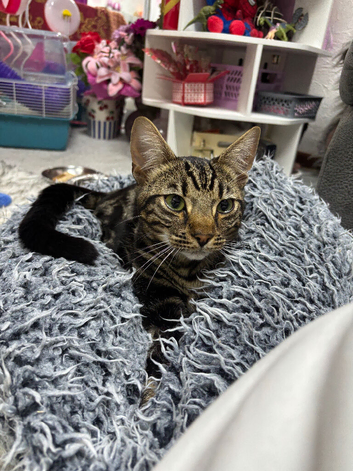 Handsome male cat