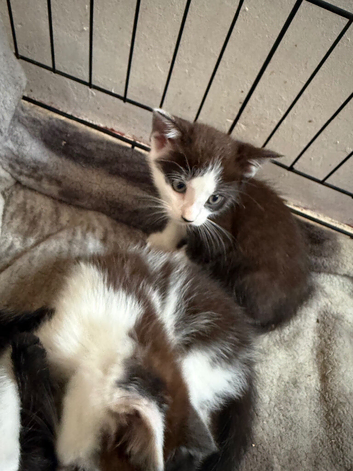 4 kittens