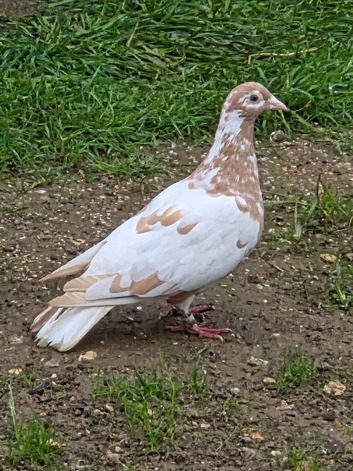 Meulemans