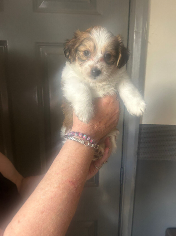 Jackapoo