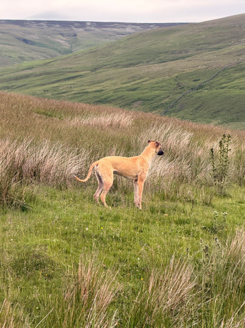 Handsome Lurcher boy looking for home
