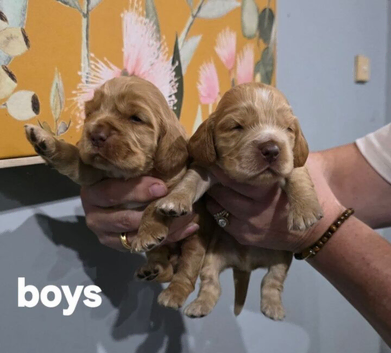 8 English show Cocker spaniel pups