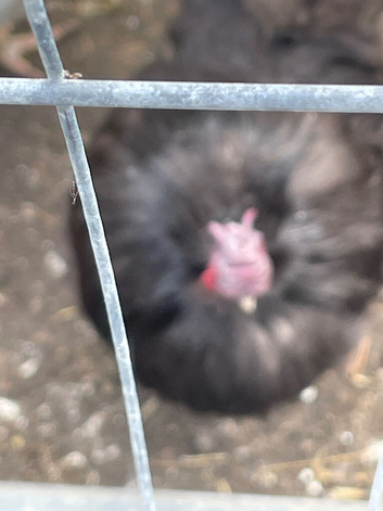 Silkies