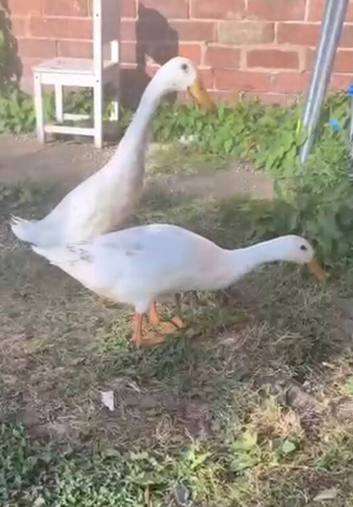 Indian runner duck pair