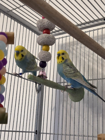 1 yr old Budgies with Huge Cage