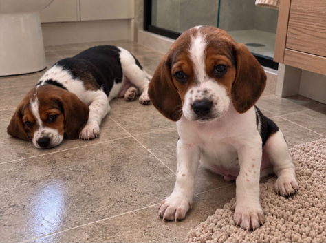 Beagle puppies