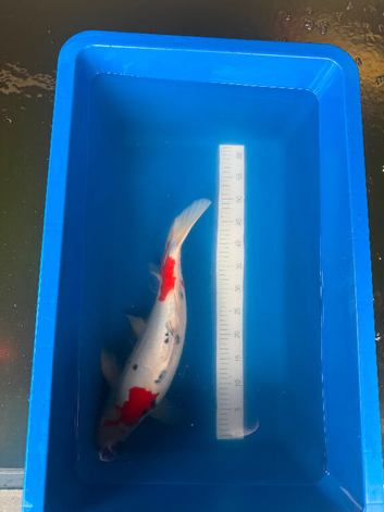 Koi for sale