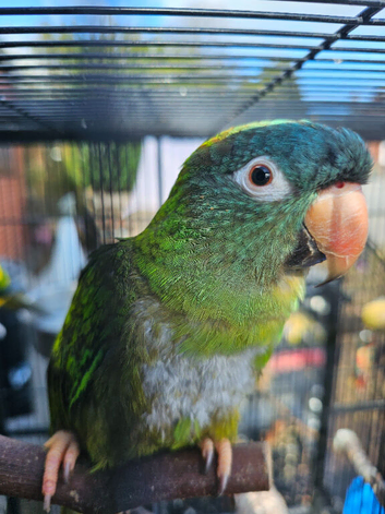 Blue crown and sun conure, also green cheeks