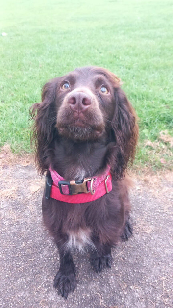 4 year old cocker spaniel