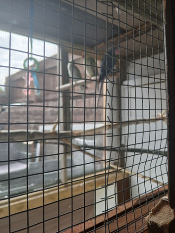 male ringneck