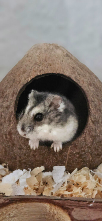 Russian hamster