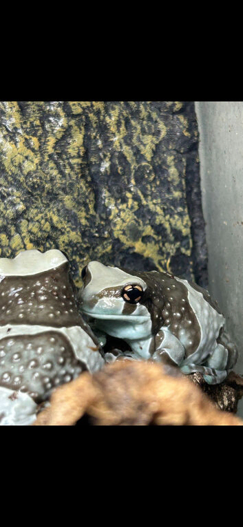 2 Amazon Milk Frogs + Established Terrarium/ Accessories