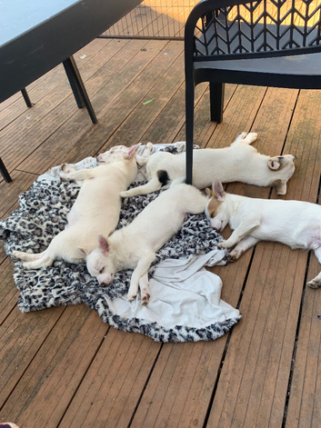 Jack Russell Puppies