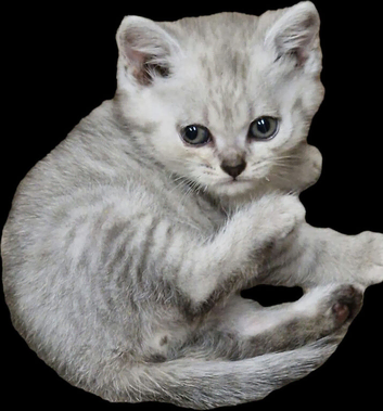 British Shorthair silver spotted and silver shaded kittens