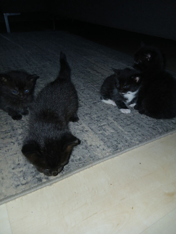 Boy girl kittens