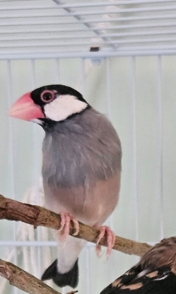2 java sparrows