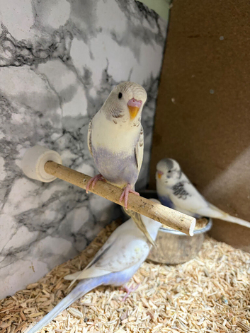 Budgies forsale