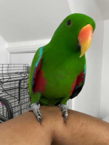 Tame n talkative eclectus parrot