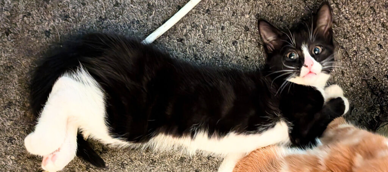 One kitten left ! Beautiful ragdoll x kittens