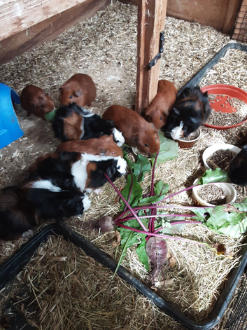 Boar's for sale