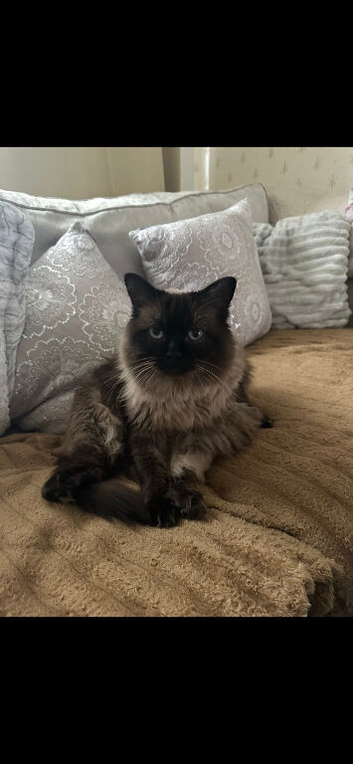 Milo - Handsome Ragdoll Boy, Neutered, Chipped & Vaccinated
