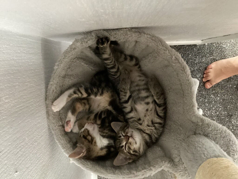 Adorable Male Kittens for Sale (4 Boys Available)