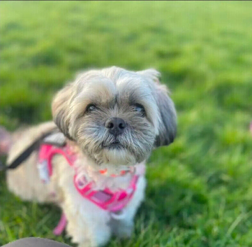 Looking to do dog walking