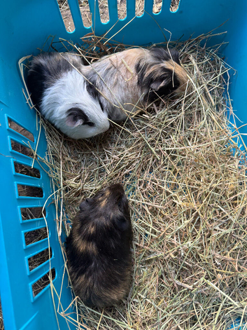 Baby guinea pigs ready now , females and males