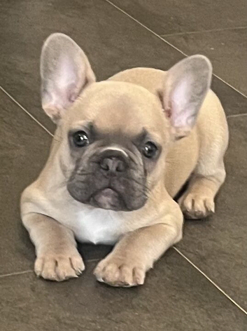 Beautiful female frenchie