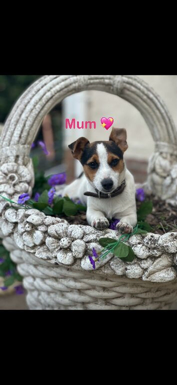 Stunning jackrussel puppies