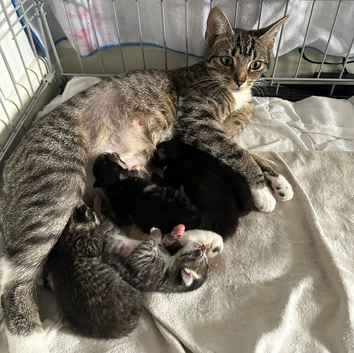 Kittens