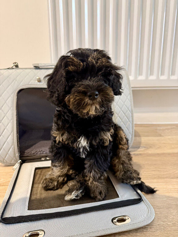 Gorgeous tiny toy cockapoo girl puppy