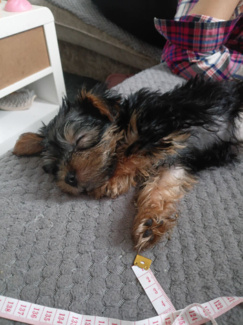 Puppy for sale