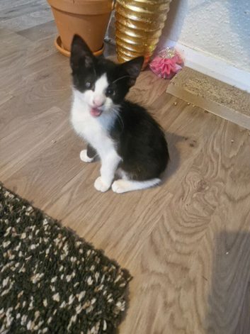 Kitten for sell