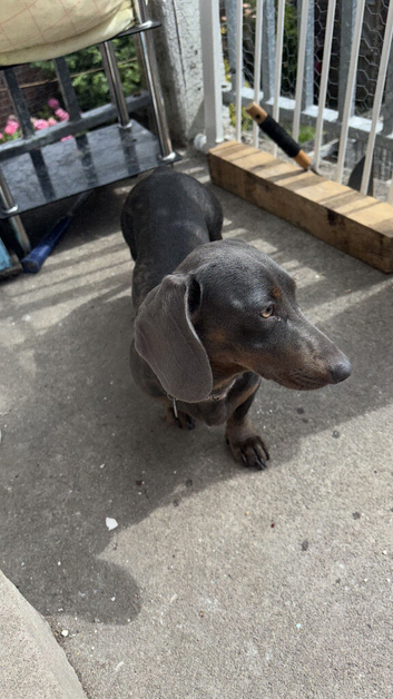Female dachshund