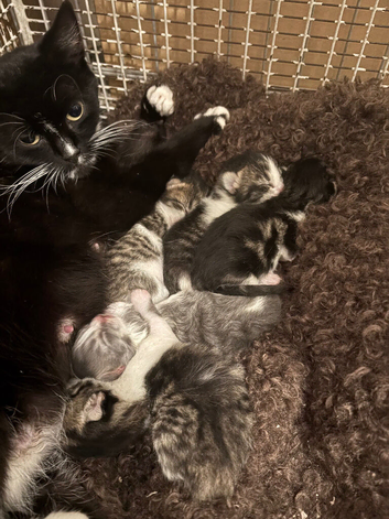 3 girls 1 one beautiful kittens
