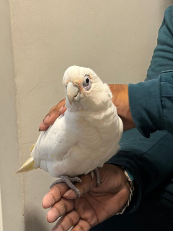 Silly tame beard eyed cockatoo