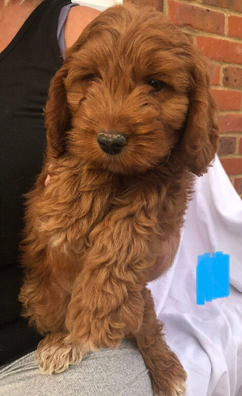 Beautiful cockerpoo puppies for sale