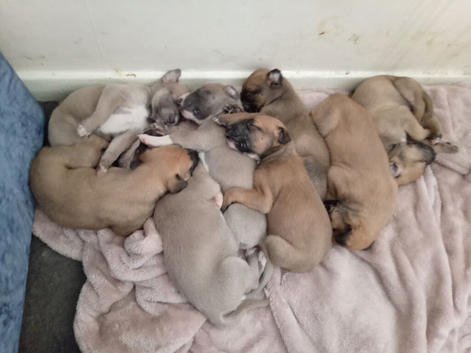 13th generation working lurcher pups