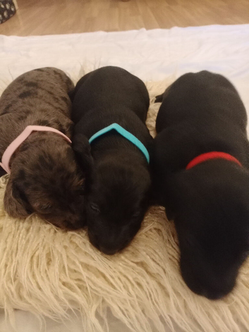 Doxiepoo miniature puppies.