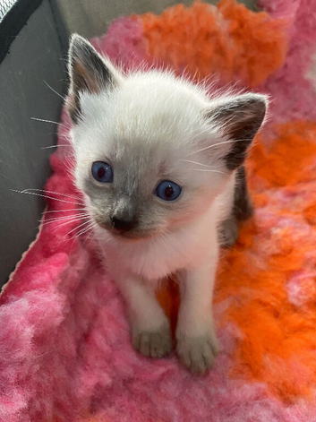 2 male kittens