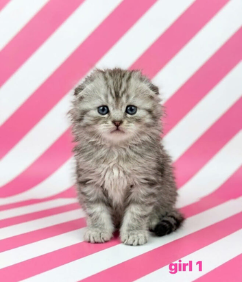 Gorgeous Scottish Fold & Scottish Straight Kittens