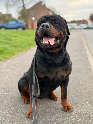 KC Registered Rottweiler Stud &ndash; 2 Years Old