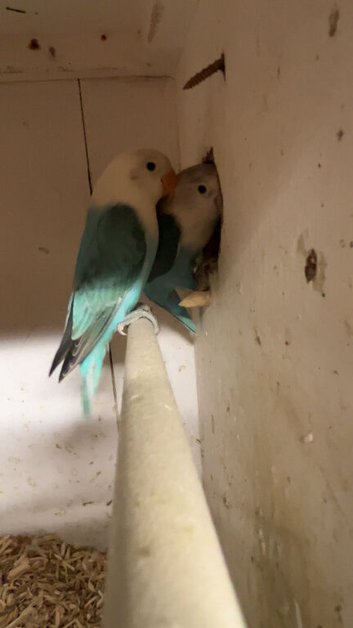Pair of lovebirds
