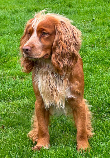 George at stud - proven