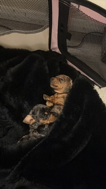 Dapple dachshund