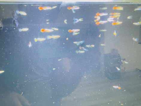 Mix colour guppies
